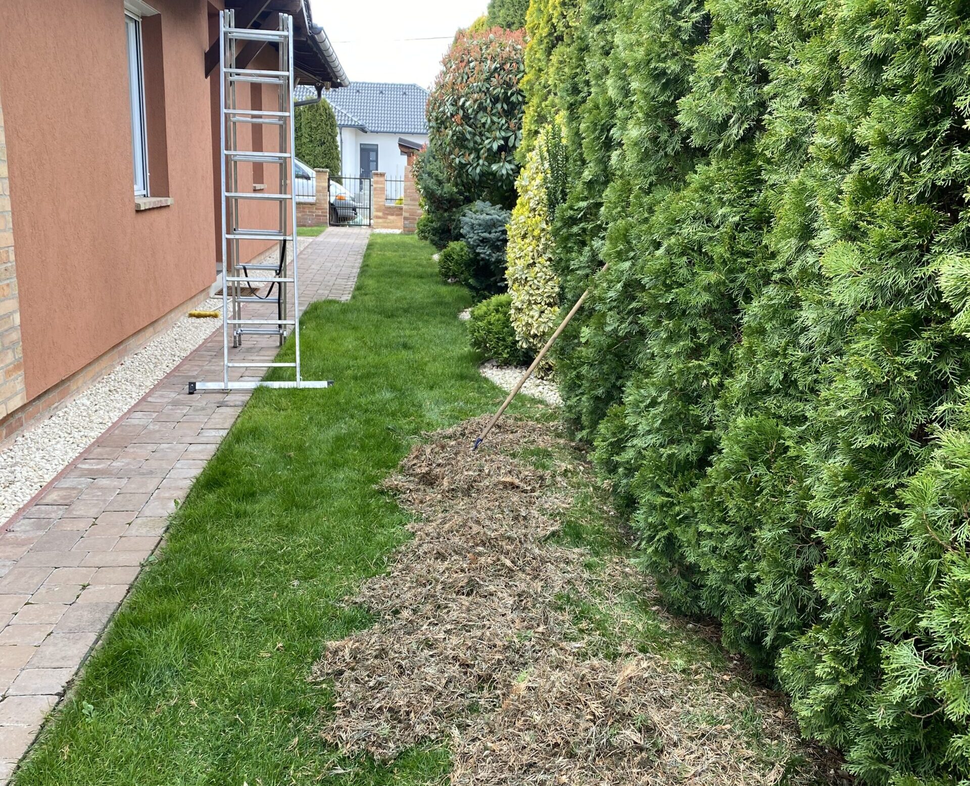 Tuja tisztítása Dunakeszin